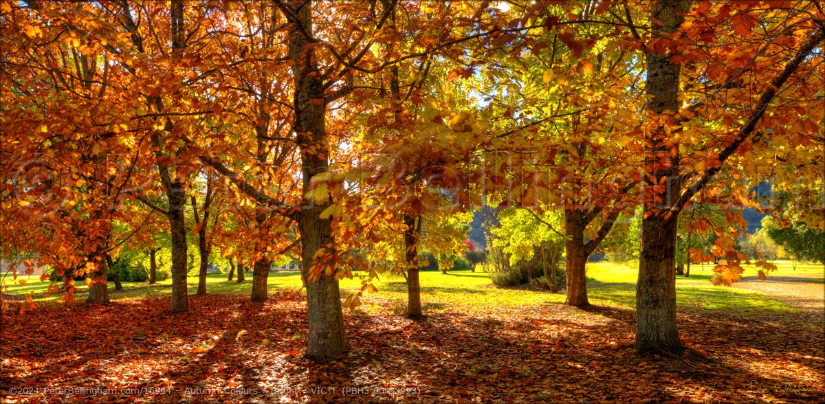 Peter Bellingham Photography Autumn Colours - Bright - VIC T (PBH3 00 33993)